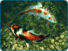 Koi Fish 3D Screensaver v.1.0.1